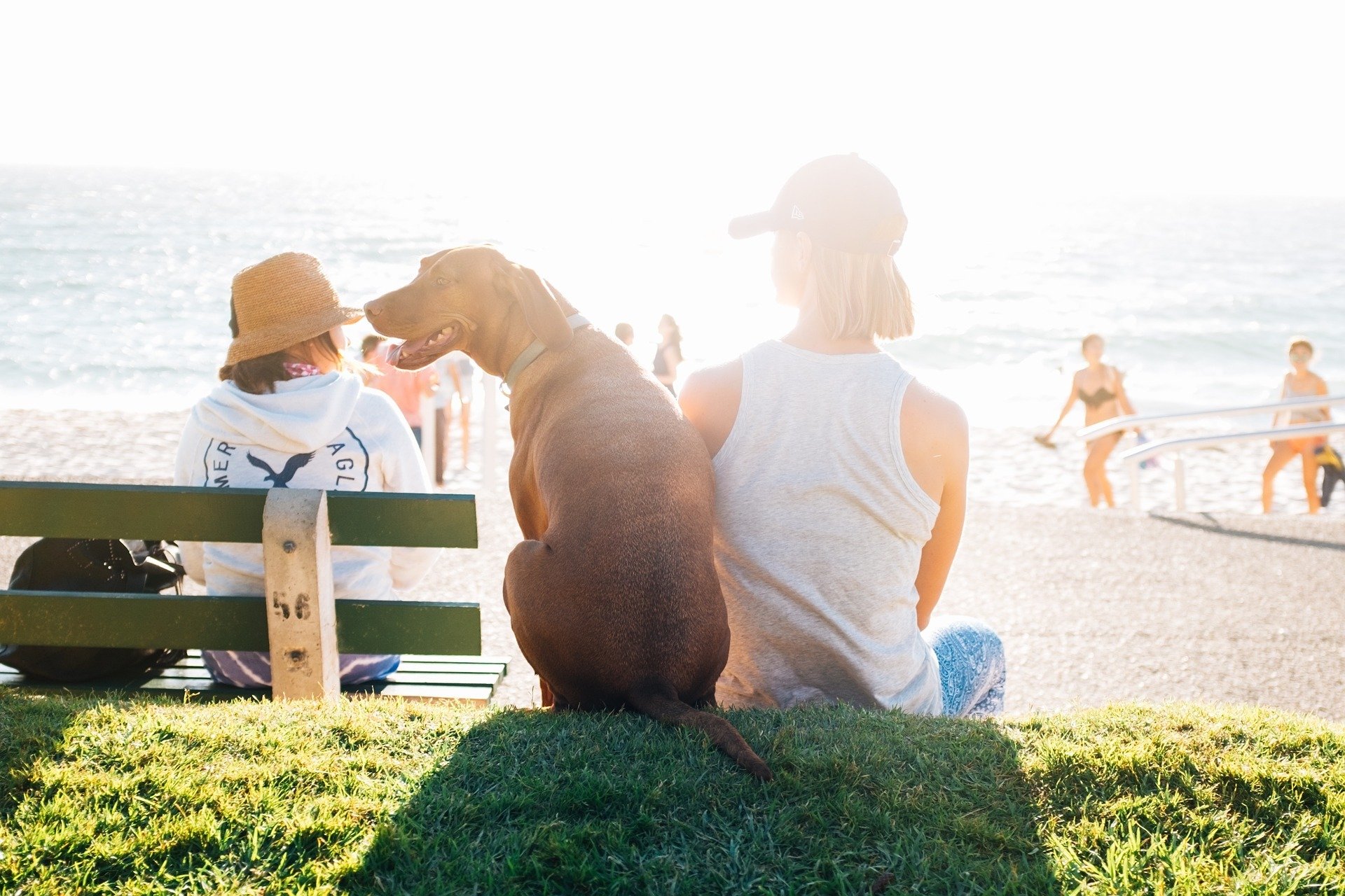 Strand-Urlaub mit dem Hund