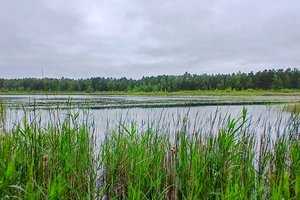 Fotos vom Padden-Pfuhl